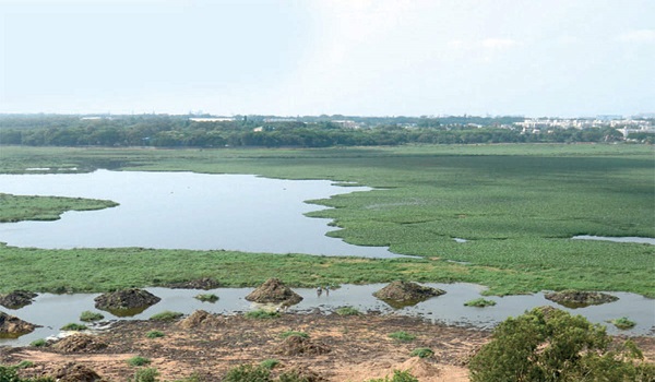 Basapura lake