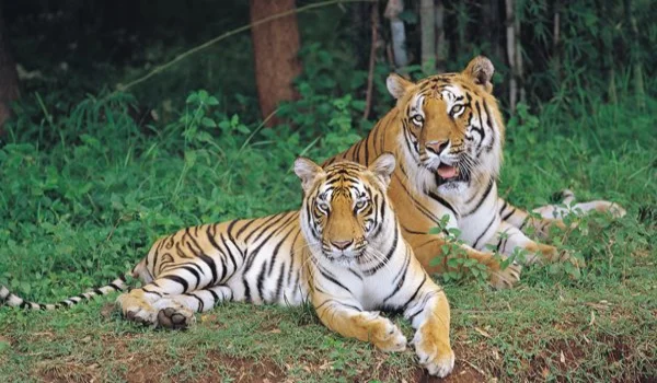 Featured Image of Prestige Group Adopts Two Tiger Cubs to Protect Nature at Banngerghatta Biological Park